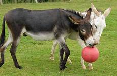 donkeys donkey sanctuary radcliffe express animal burney lincolnshire