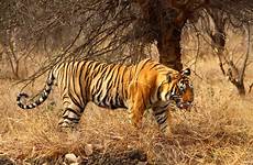 tiger ranthambore safari india national park reserve mundanthurai planning wildlife sprawling treasure enthusiasts trove