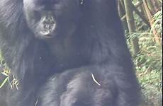 gorillas sex mating having rwanda mountain