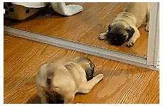 pugs dog fails choose board cute