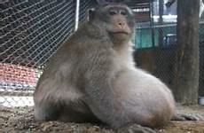 monkey obese fat big uncle chunky thailand junk food diet may tourists placed strict thai got who wild