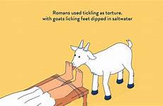 tickling goats romans tickle dipped saltwater factourism