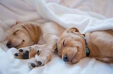 bed sleeping dog pros cons sleep pet dangers potential