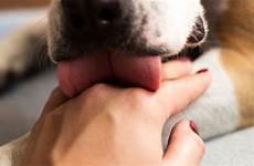 licked contracting voer hond verteerbaar nairaland lick ate