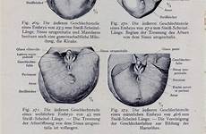 anus diagram male anatomy penis scrotum reference
