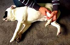 dog limping dogs injured injury leg lame if he holding needs when vet examination time now