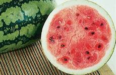 watermelon americaselections