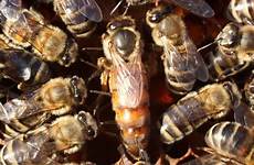 queen bee role bees life beekeeping long