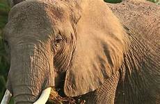 elephants sexing aging tips
