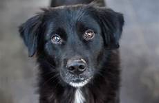 dogs dog syndrome celebrate friday rescue little dogingtonpost