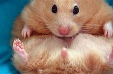 hamster fat hamsters