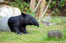 tapir indicus tapirus malayan species called dachshund mating steady handheld bright