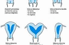 vagina vulva uterus