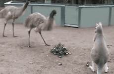 emu gif kangaroo gifs animals giphy 1146 everything has gifer animated