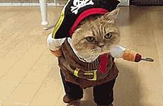 costume gif pirate cat animated gifs pet giphy awesome