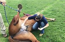 surgery castration routine equine farm anesthesia requiring general resources reproduction first