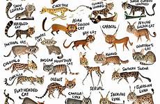 species caricature salvajes clouded illustrated felidae rohan felinos