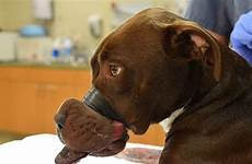 abused muzzle shut cruelty horrific taping taped caitlyn