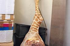 animals zoo giraffe killing kill animal propped freezer leg boxes food next magazine yorker walk odense blood