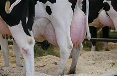 cow udders udder big milk stock video full hd huge shutterstock closeup holstein videos