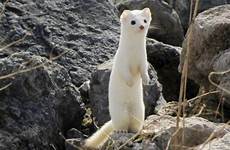japanese animals japan native animales stoat most only animal wild cutest top stoats mustela japón adorable comadreja subspecies referred coats