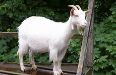 goat sex he contracting hiv fears caught says man women having