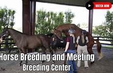 breeding horse close video center meeting