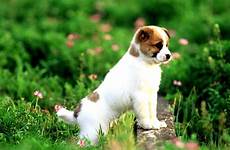 pets wallpapers wallpaper pet