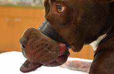dog mouth shut had its ears cut surgery has taped off after nose animal man torture abuse change caitlyn bbc