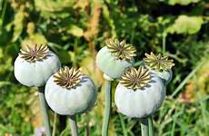 opium poppy fife north heads looks time were