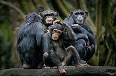 chimpanzees primate