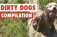 dirty compilation dogs