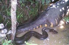 anaconda prey swallowing