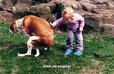 gif pooping job gifs great dog pants men tenor poop little their tumblr into share