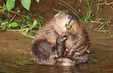 beaver beavers otter devon wild flooding symes mates dams catchment allowed mammals norfolk biosphere updates soil fertilisers manure cleaned slurry