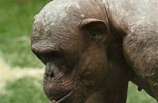 hairless chimp mongo twycross jambo rekkers simpanse berbulu beaton unexpectedly