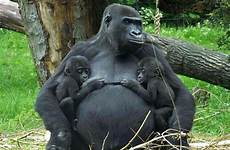 gorilla twins gorillas fond jumeaux jumeau ouest plaines primates burgers zoo dumb lowland