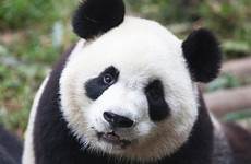 panda random fanpop foto