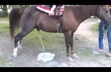 horse peeing pissing pee long riding wn