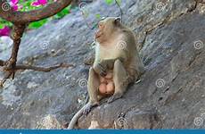 balls big testicles male macaque sits rock tree under monkey crab eating