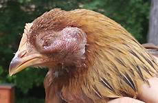 eye swollen shut hen please help chickens discharge months without she way other old