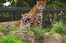 chester panthera onca zoos cheshire biggest tigers sosanimaux