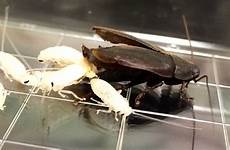 cockroach leche birth cucaracha giving mimic punctata genes futuro alimento nutritiva