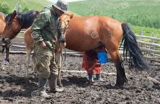 milking melken pferd milk paard horses mjölkar kvinna häst kumis kazakhs mannen lizenzfreies