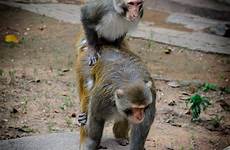 sex having baboons mating monkey stock similar