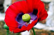 poppy opium capsule selective