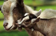 goats goat kid remember cries baa sacrifice