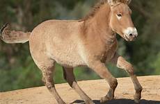 horse zoo diego san przewalski