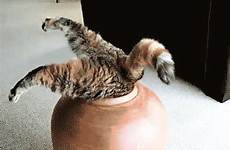 cat gif hoppip butt giphy gifs find share