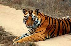 safaris india tigers tiger